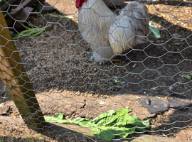 Bantam cockerel
