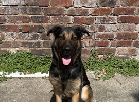 Male GSD X AKITA