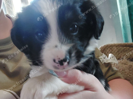 Puppies