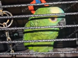 Baby Blue fronted Amazon