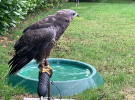 Male Buzzard