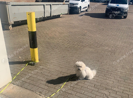 Bichon Malteese for sale