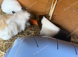 Female guinea pigs &pound;45 a pair/&pound;60 3.