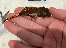 juvenal crested geckos
