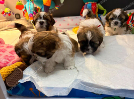 Adorable Shih Tzu Puppies Seeking Loving Homes