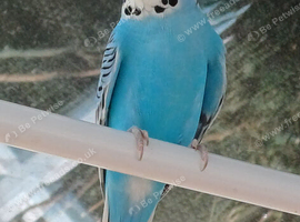 Pair of budgies