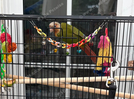Semi tame Pineapple conure hen (dna)