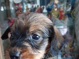 Kc Miniature wire haired dachshund pups