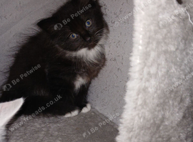 Kittens