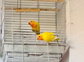 Pair of Love Birds