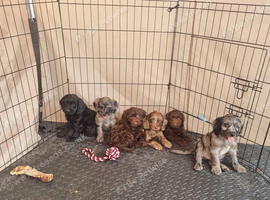Cockerpoo pups