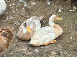 Blue valley ducks and Indian runners