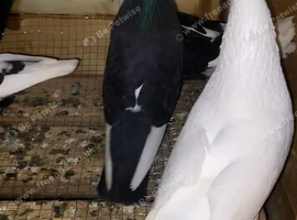 4 pair of rollers price for pairs each all laying eggs