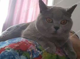 Beautiful big male British short haired