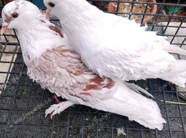 Pigeon for sale