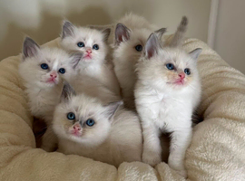 Beautiful ragdoll kittens