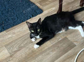 Kitten
