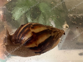 11 week old snail