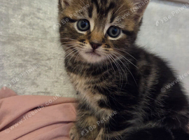 3 beautiful kittens