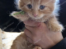 Ginger kittens