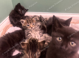 Kittens 8weeks
