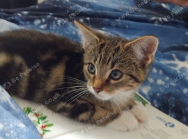 10 week old tabby kitten