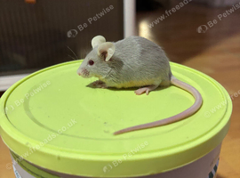 Mice