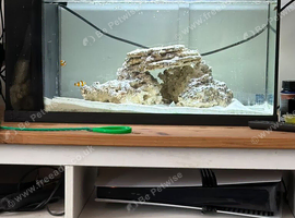 Marine fish tank