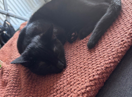 Male 7m old Kitten