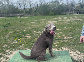 Silver lab for sale