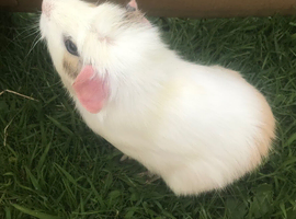 1 beautiful white and blonde male Guinea pig
