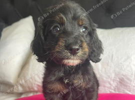 F1 cockapoo puppies