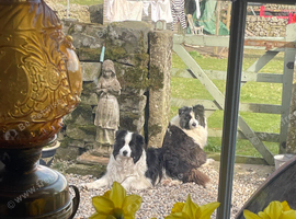 Border collies  brothers long hair black / white