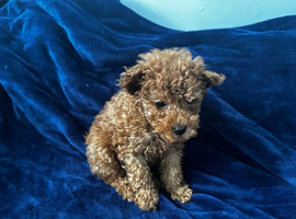 Toy poodle