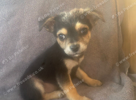 Terrier cross Chihuahua