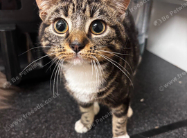 7 month female cat