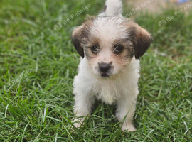Shih tzu cross jack russell female