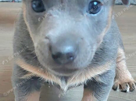 LILAC/BLUE and TAN JACK RUSSELL PUPPIES
