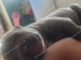 4 beautiful puppies