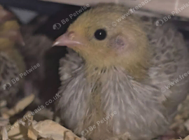 Button quail chicks