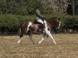 15.1hh Cob x Hackney