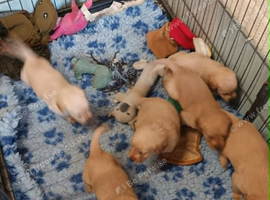 GOLDEN MINIATURE LABRADOODLE PUPS FROM 5* LICENCED BREEDER.