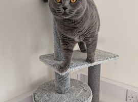 British shorthair cat called Kiwi