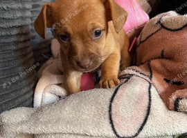 Dachshund puppies
