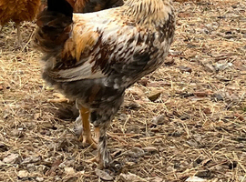 Flock me f chickens