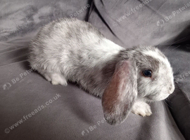 Pure breed Mini lops ready now