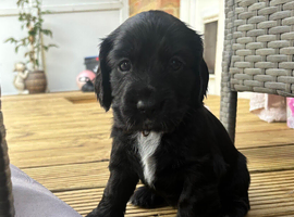 Stunning "Working x Show" Cocker Spaniels !