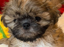 Kc reg Stunning small baby boys