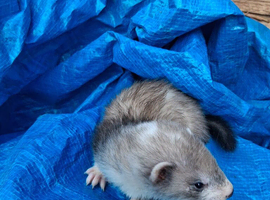 Wanted female ferrets polecats