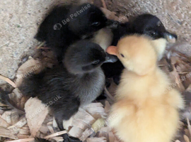 Cherry valley/ Cayuga mixbreed ducklings
